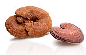 ganodrma